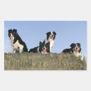 Love Black And White Border Collie Puppy Dog Rectangular Sticker