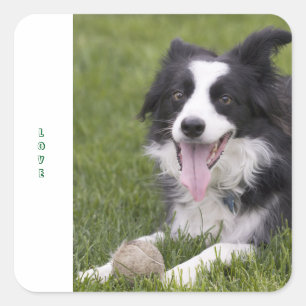 Love Black And White Border Collie Puppy Dog Square Sticker