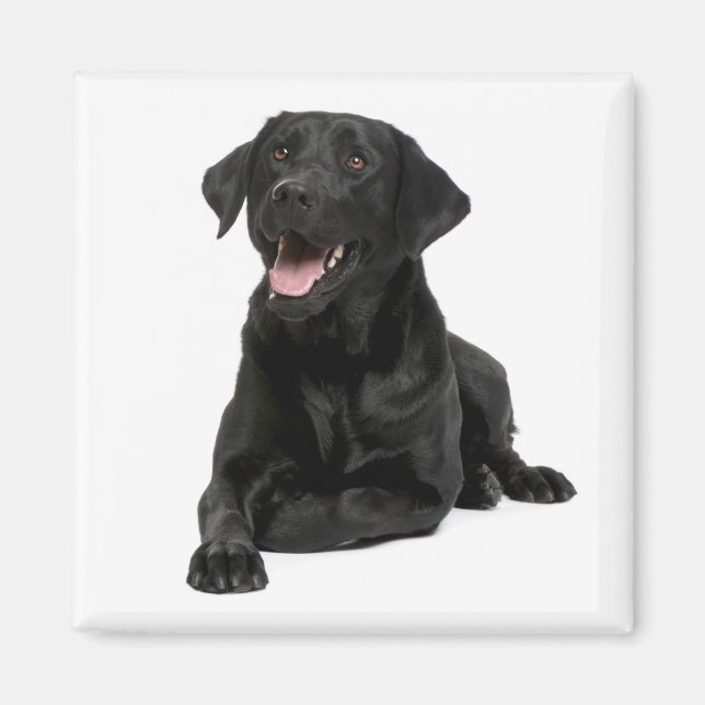 Love Black Labrador Retriver Puppy Dog  Magnet (Front)