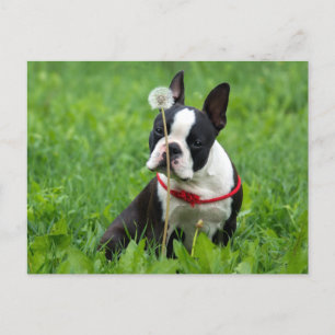 Love Boston Terrier Puppy Dog Thinking of You Postcard