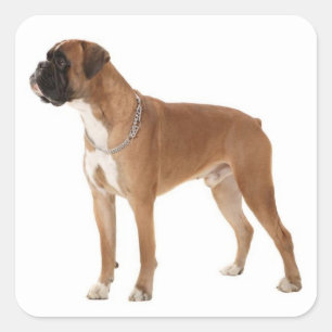 Love Boxer Puppy Dog Greeting Sticker