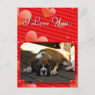 Love Boxer puppy postcard