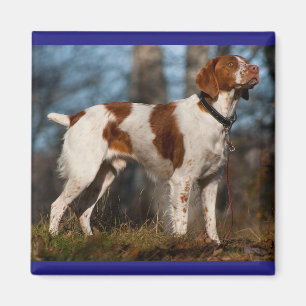 Love Brittany Spaniel Puppy Dog Magnet