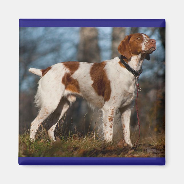 Love Brittany Spaniel Puppy Dog Magnet (Front)