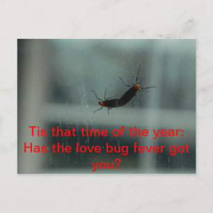 Love Bug Fever Post Card