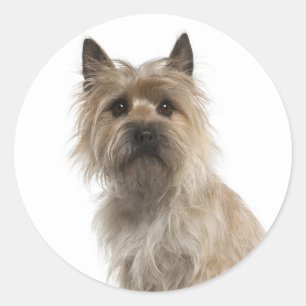 Love Cairn Terrier Puppy Dog Greeting Stickers