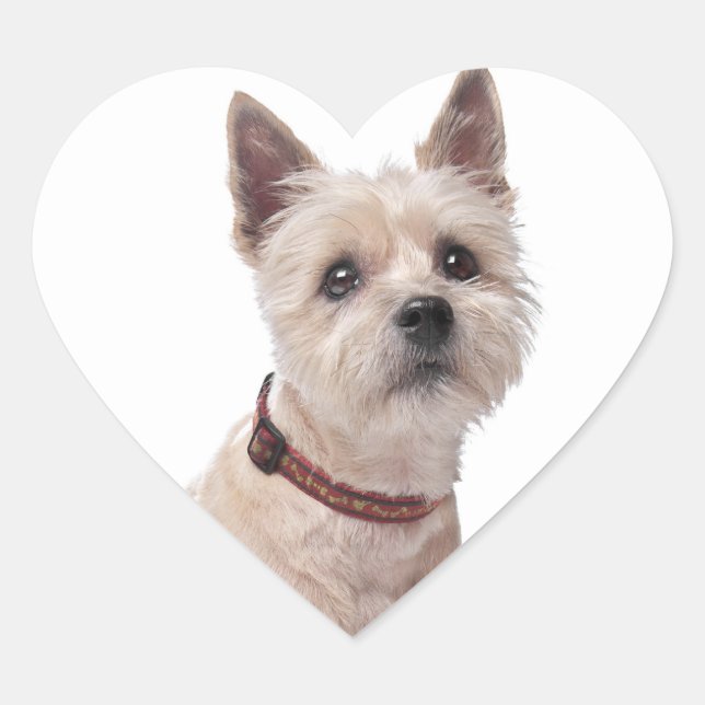 Love Cairn Terrier Puppy Dog Greeting Stickers (Front)