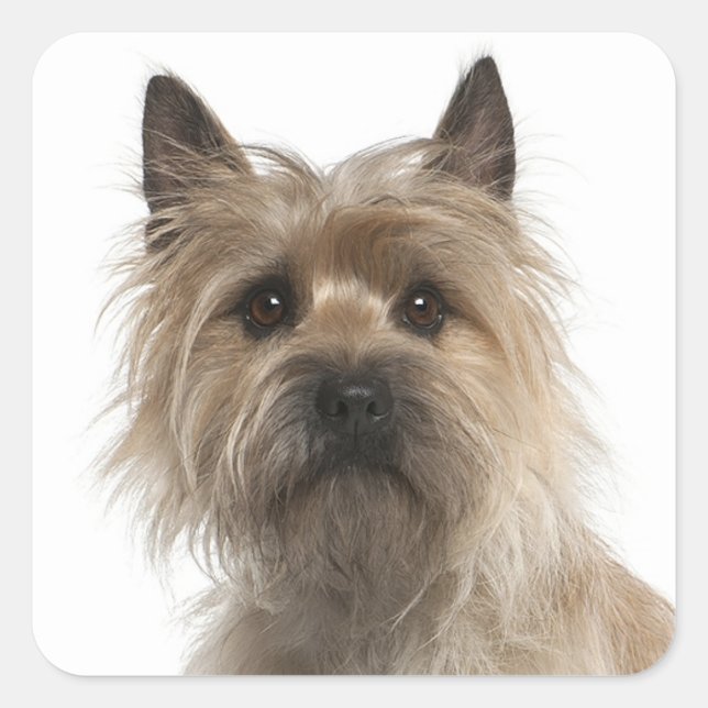 Love Cairn Terrier Puppy Dog Greeting Stickers (Front)