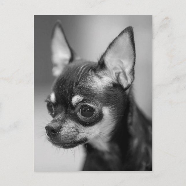 Love Chihuahua Puppy Dog Black And White Post Card (Front)