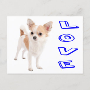 Love Chihuahua Puppy Dog Post Card