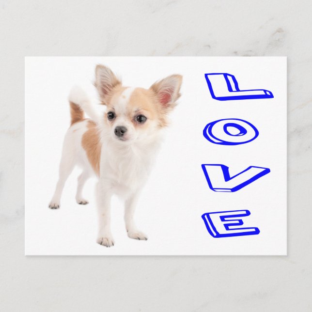Love Chihuahua Puppy Dog Post Card (Front)