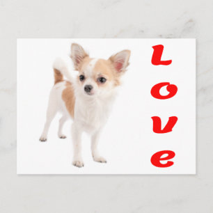 Love Chihuahua Puppy Dog Post Card