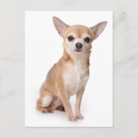 Love Chihuahua Puppy Dog Post Card
