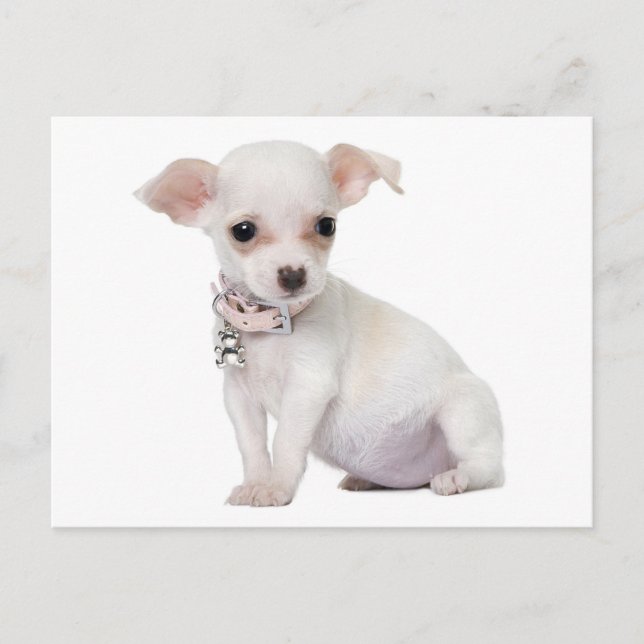 Love Chihuahua Puppy Dog Post Card (Front)