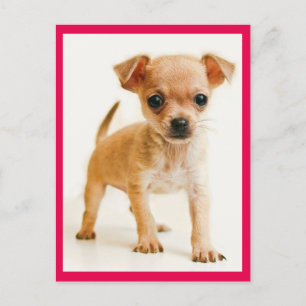 Love Chihuahua Puppy Dog Post Card