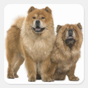 Love Chow Chow Puppy Dog Greeting Stickers