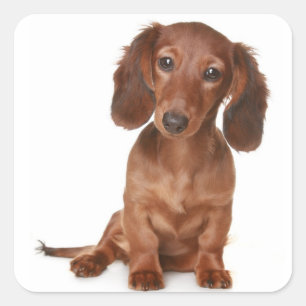 Love Dachshund Puppy Dog Sticker / Seal