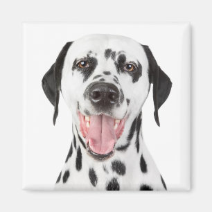 Love Dalmatian Puppy Dog Fridge Magnet
