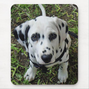 Love Dalmatian Puppy Dog Mousepad