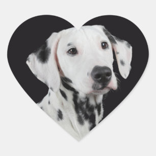 Love Dalmatian Puppy Dog Sticker / Seal