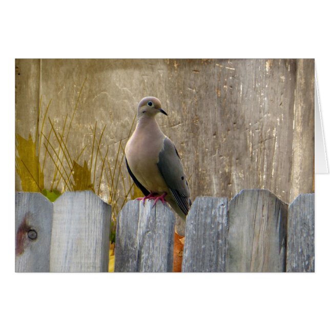 Love Dove Customisable (Front Horizontal)