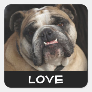 Love English Bulldog Puppy Dog Greeting Sticker