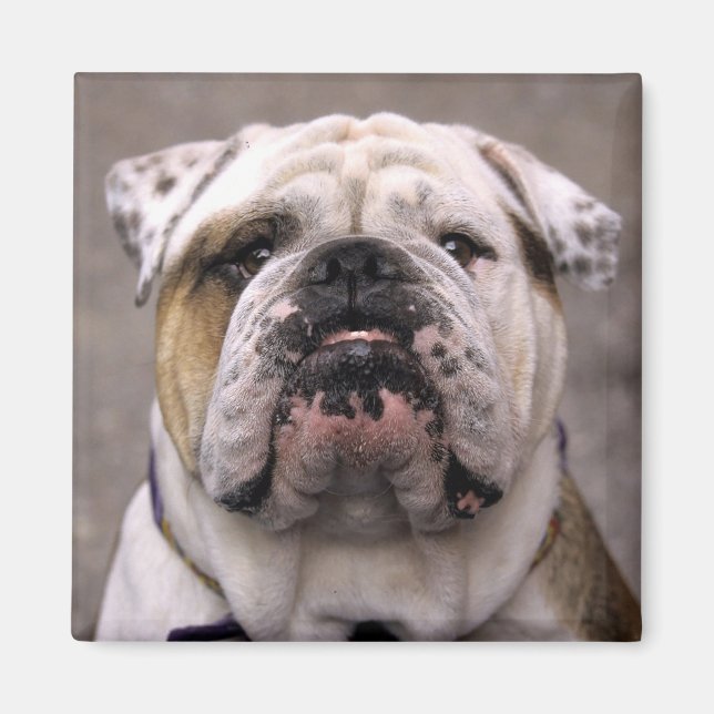Love English Bulldog Puppy Dog Magnet (Front)