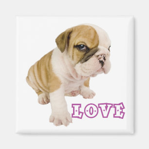 Love English Bulldog Puppy Dog Magnet