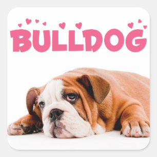 Love English Bulldog Puppy Dog Pink Hearts Sticker