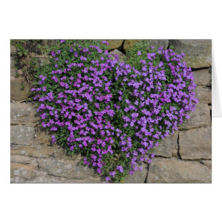 Love Flowers: Yorkshire 'Wall-Flowers'