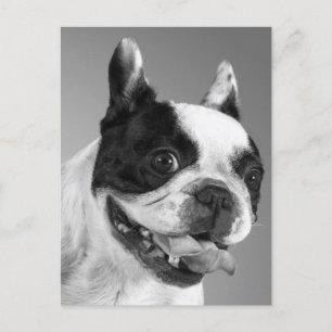 Love French Bulldog Puppy Dog Post Card