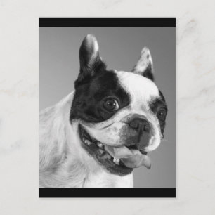 Love French Bulldog Puppy Dog Post Card