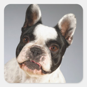 Love French Bulldog Puppy Dog Sticker / Seals