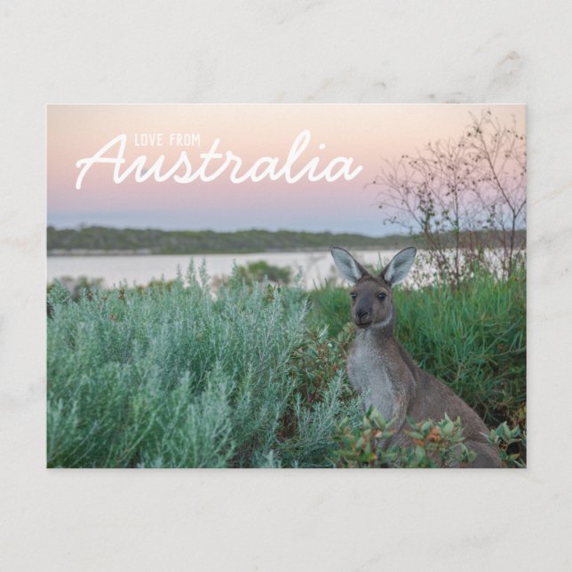 Love From Australia Kangaroo Sunset Lake Postcard (Front)