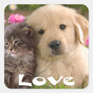 Love Golden Retriever Puppy And Kitten Stickers