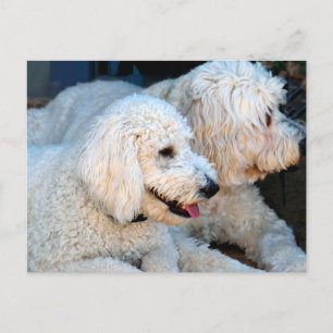 Love Goldendoodles  Postcard