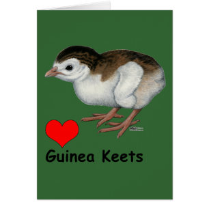 Love Guinea Keets