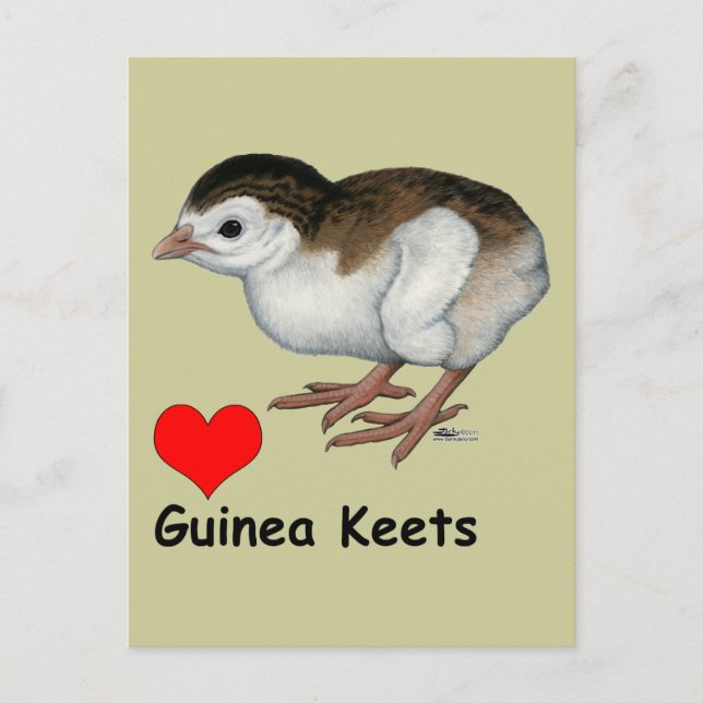 Love Guinea Keets Postcard (Front)