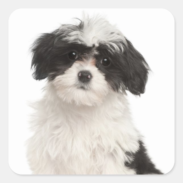 Love Havanese Puppy Dog Stickers Seal (Front)