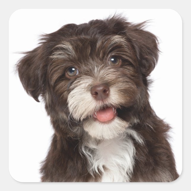 Love Havanese Puppy Dog Stickers Seal (Front)