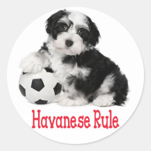 Love Havanese Puppy Dog Stickers Seal