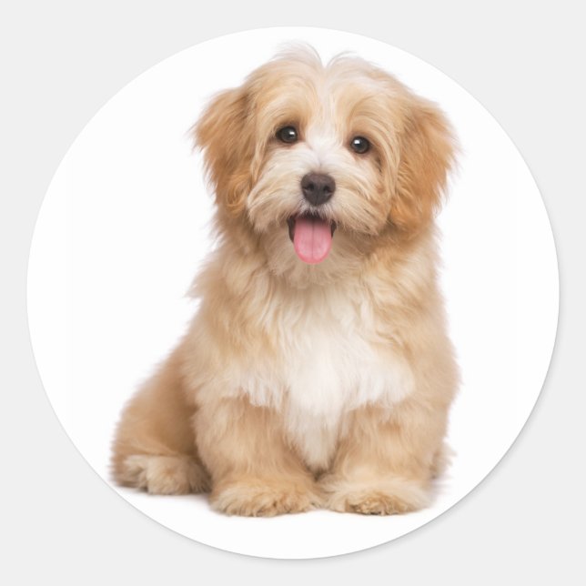 Love Havanese Tan Puppy Dog Hello Classic Round Sticker (Front)