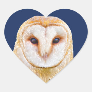 Love Heart Barn Owl Bird Animal Sticker