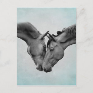 Love Horses Postcard