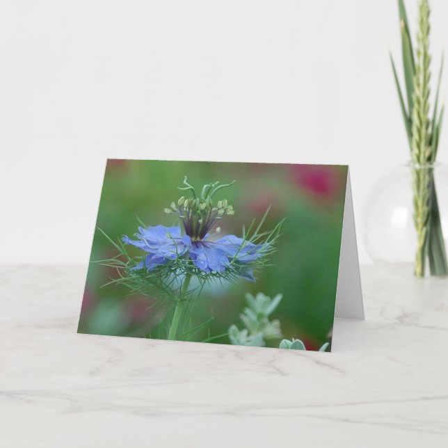 Love in a Mist Card (Front)
