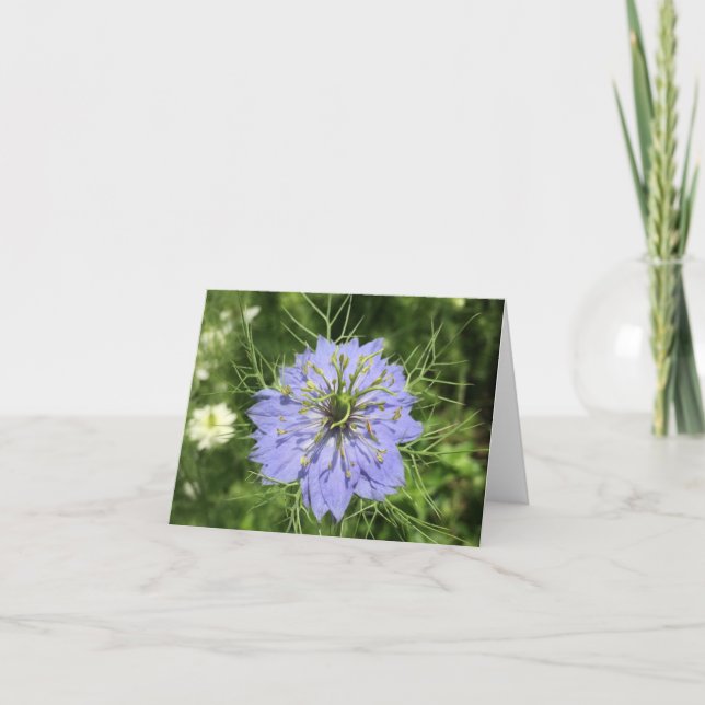 Love-in-a-Mist (Nigella damascena) card (Front)