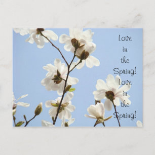 Love in the Spring! post card White Magnolias