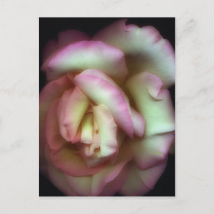 <Love is a Rose> by Nathan Griffith Postcard