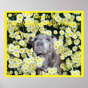 Love Is A Staffordshire Bull Terrier, Poster