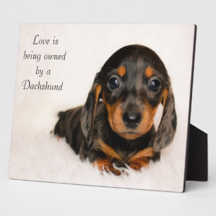 Love is being owned by a Dachshund Plaque